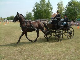 2008 - Styevák János